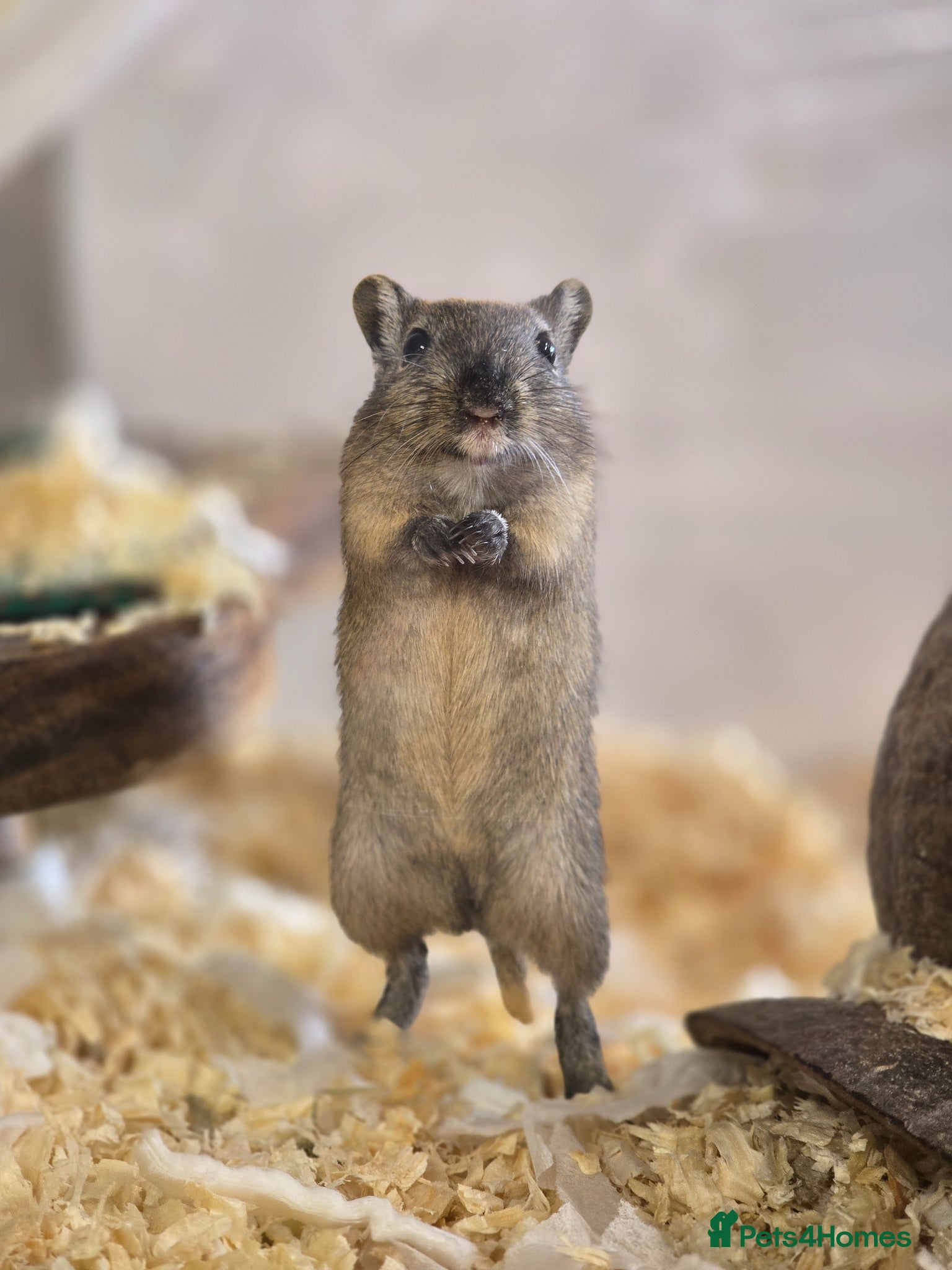 Gerbil rodents Baby gerbils boys and girls mixed colours  - Advert 15
