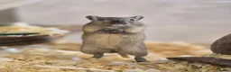 Gerbil rodents for sale: Baby gerbils boys and girls mixed colours  - Advert 1