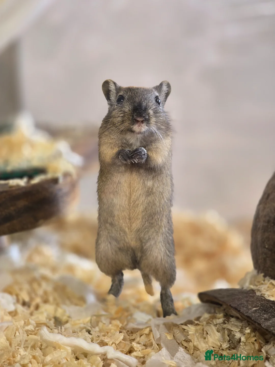 Gerbil rodents for sale: Baby gerbils boys and girls mixed colours  - Advert 1
