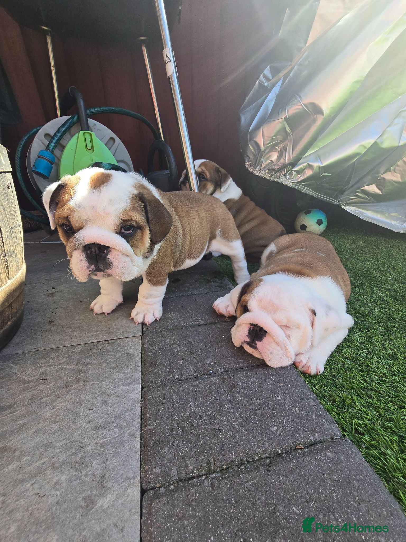 English Bulldog dogs 🐾 Beautiful KC Reg English Bulldog Puppies 🐶 - Advert 4