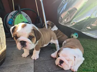 English Bulldog dogs 🐾 Beautiful KC Reg English Bulldog Puppies 🐶 - Advert 4