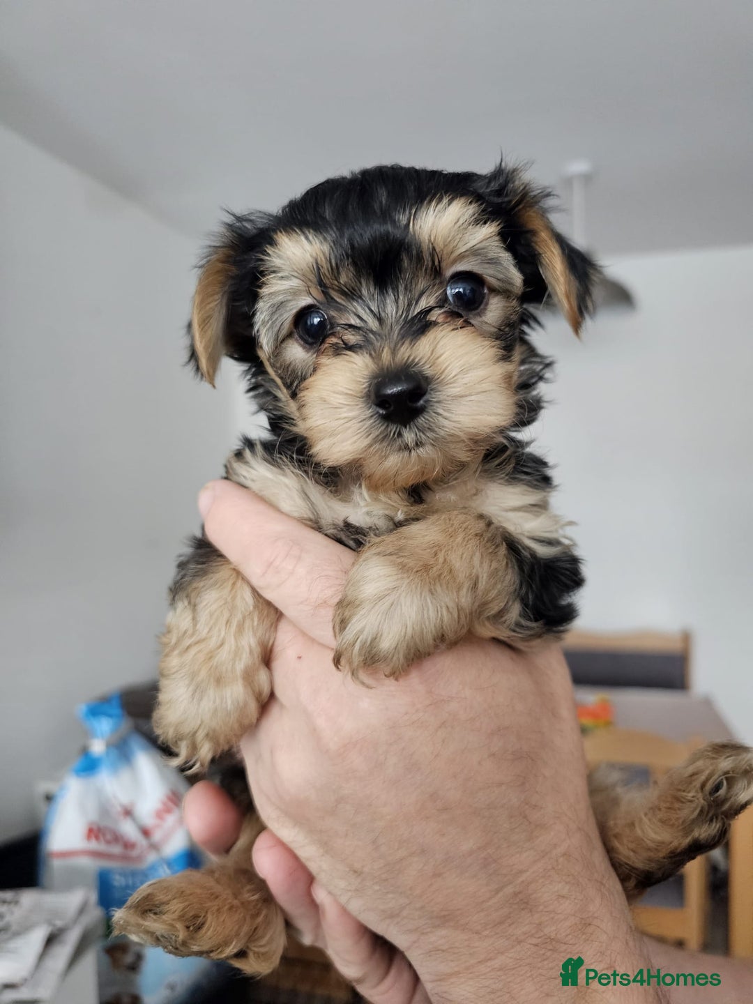 Australian Silky Silky Terrier Maltese Puppies Maltese Silky