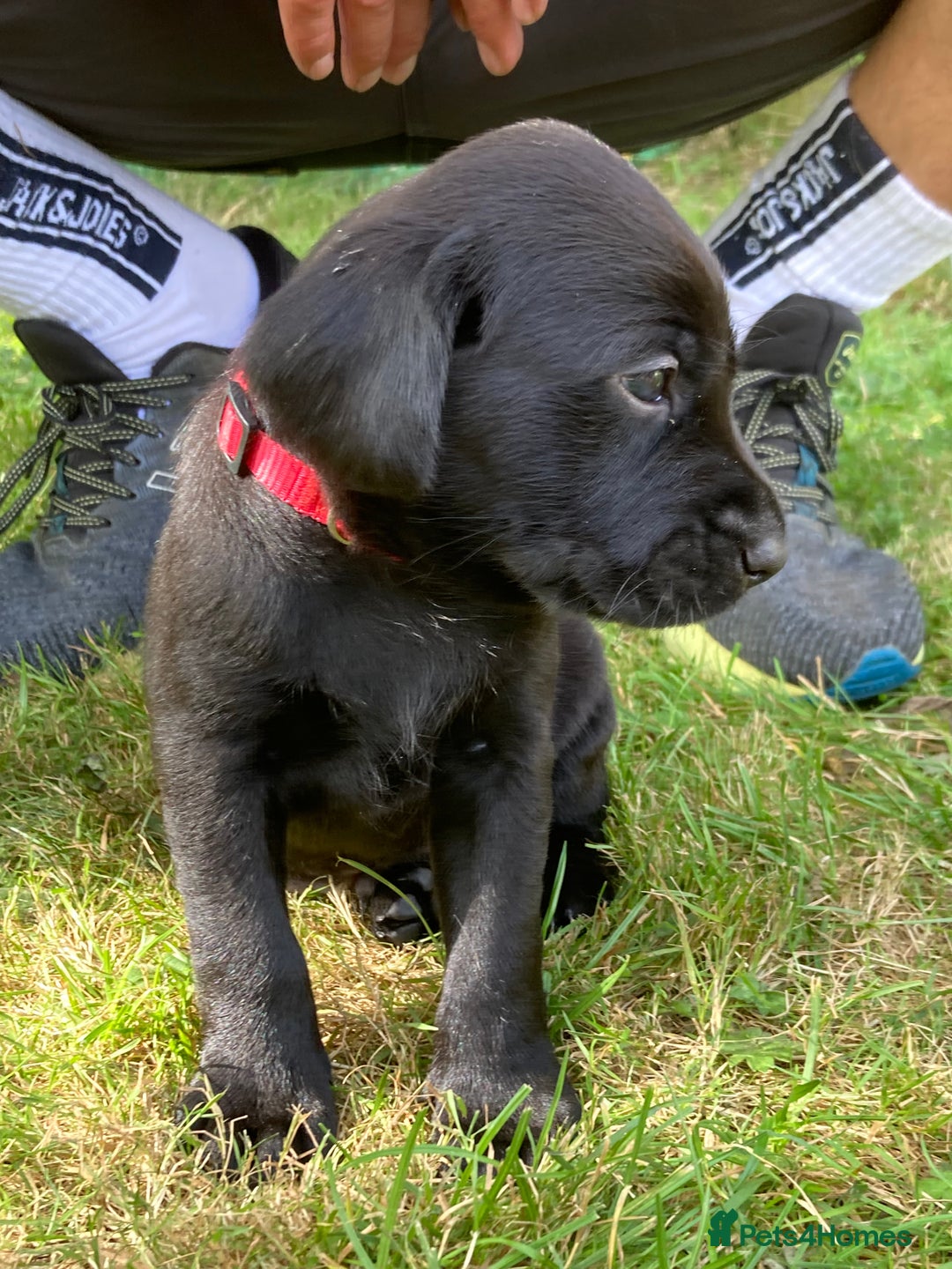 Labrador Retriever dogs for sale: Fab Black Male and Female Fox Red Labrador Puppy - Image 1