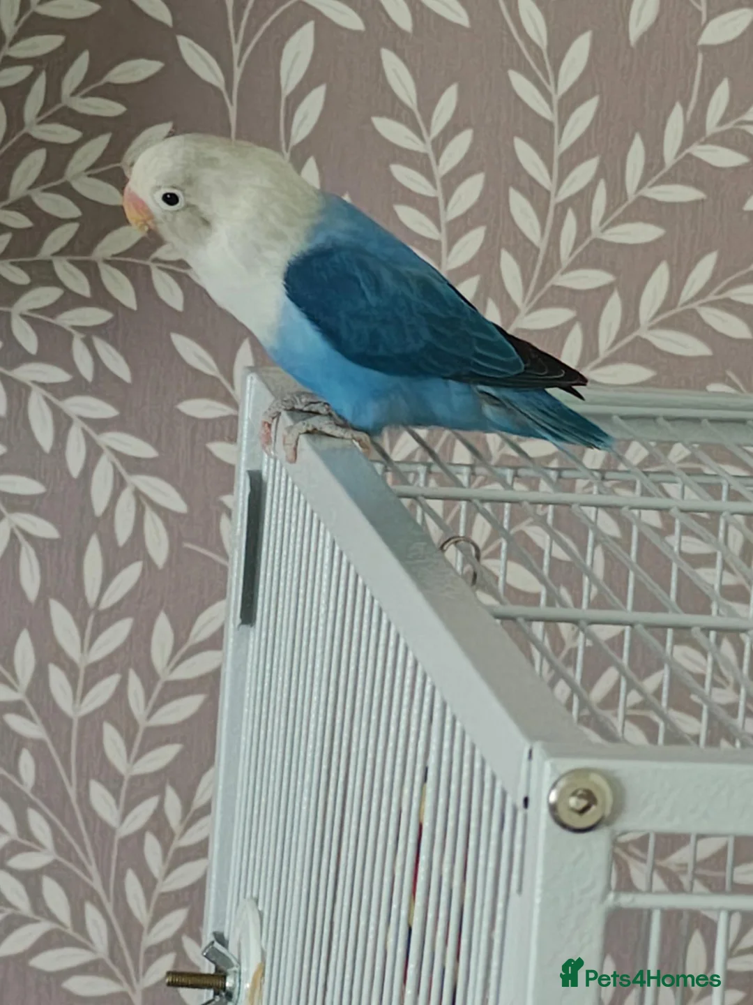 Lovebirds birds for sale: Male love bird  - Advert 1