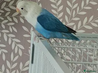 Lovebirds birds Male love bird - Advert 1