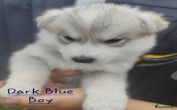 Mixed Breed dogs for sale: Shepsky  - Image 2
