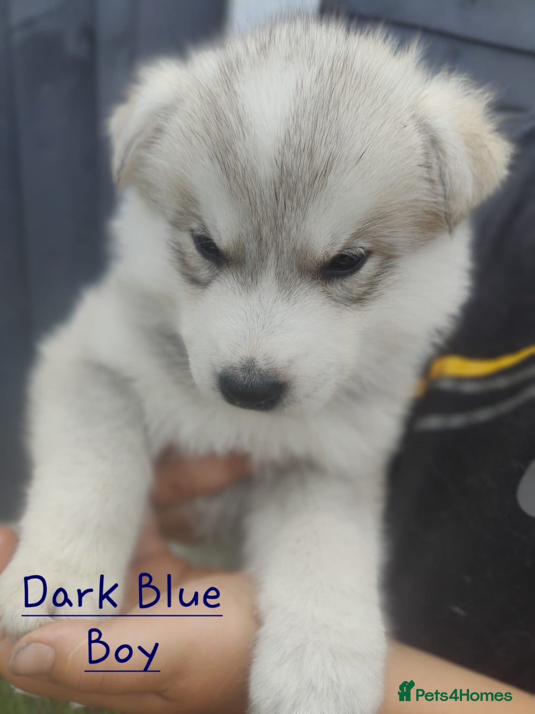 Mixed Breed dogs for sale: Shepsky  - Image 2