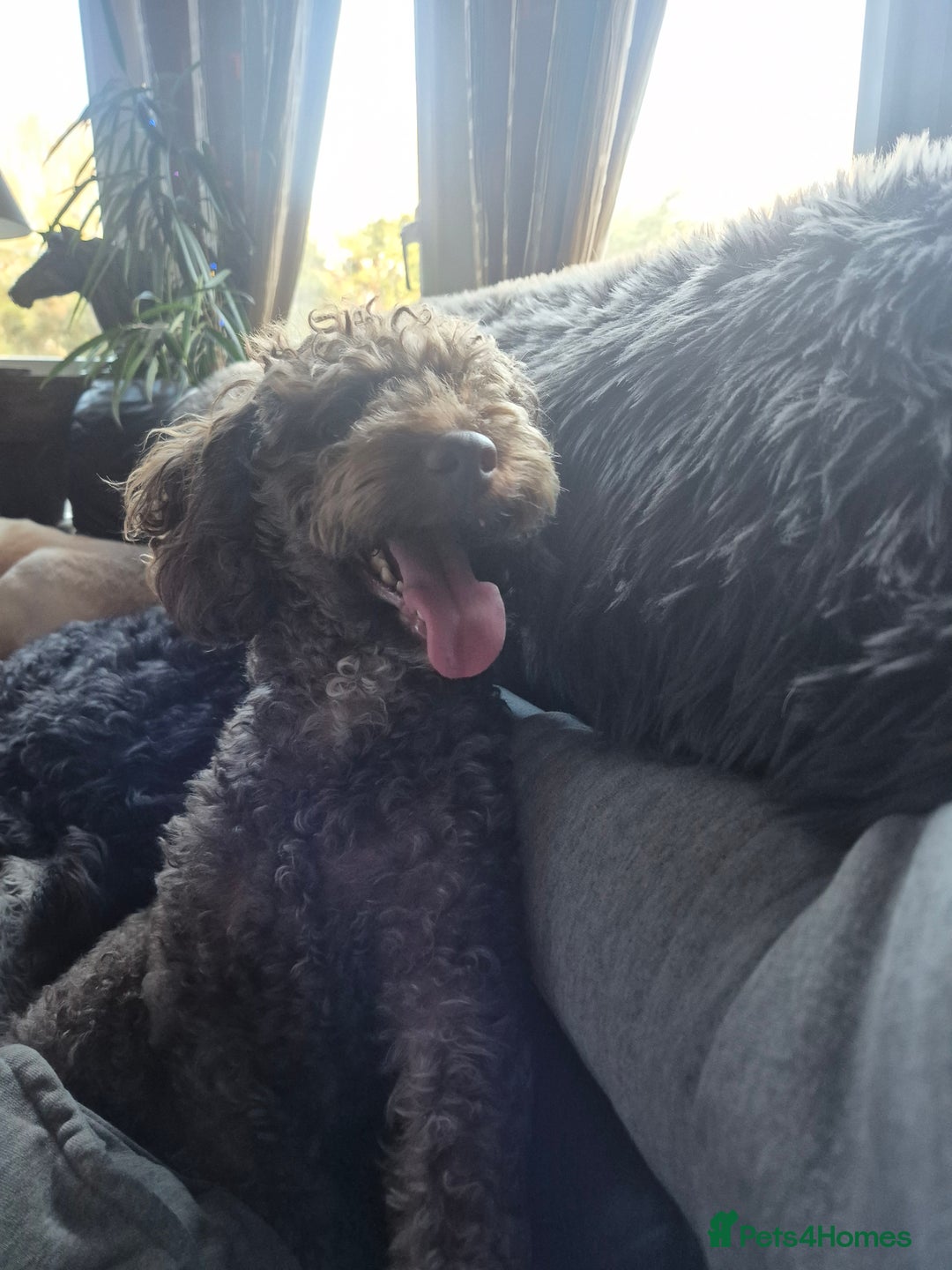 Labradoodle dogs for sale: Stunning F3 miniature labradoodles!  - Advert 31