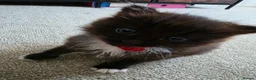 Mixed Breed cats for sale: 3 adorable kittens - Advert 4