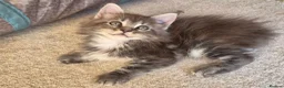 Maine Coon cats for sale: Beautiful Maine Coon Kittens - Advert 13