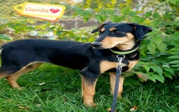 Mixed Breed dogs for adoption: 💖🐶 GERDA 🐶💖 - Image 2