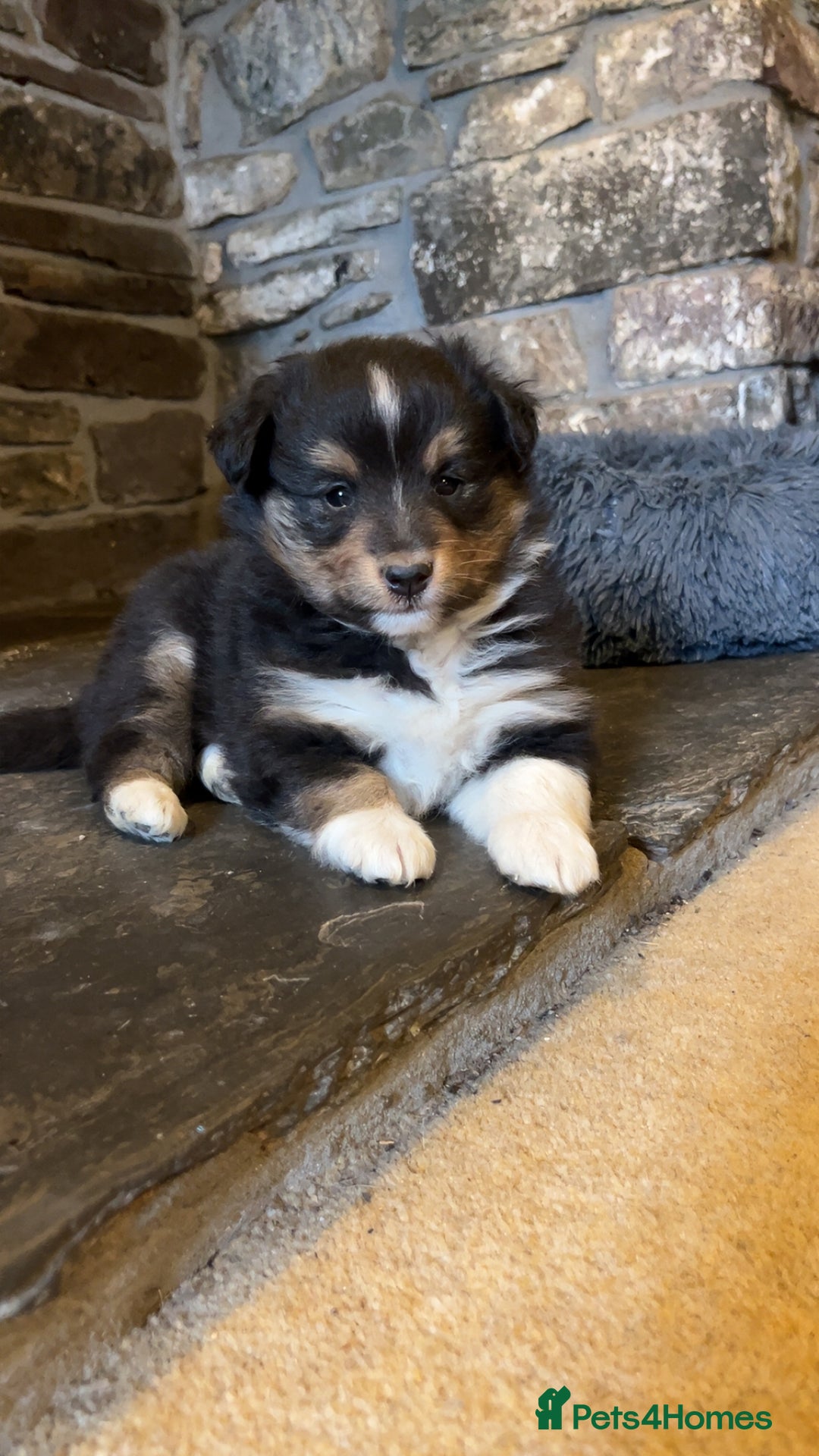Shetland Sheepdog dogs for sale: Shetland sheepdog puppies  - Advert 1