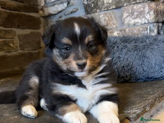 Shetland Sheepdog dogs Shetland sheepdog puppies - Advert 16