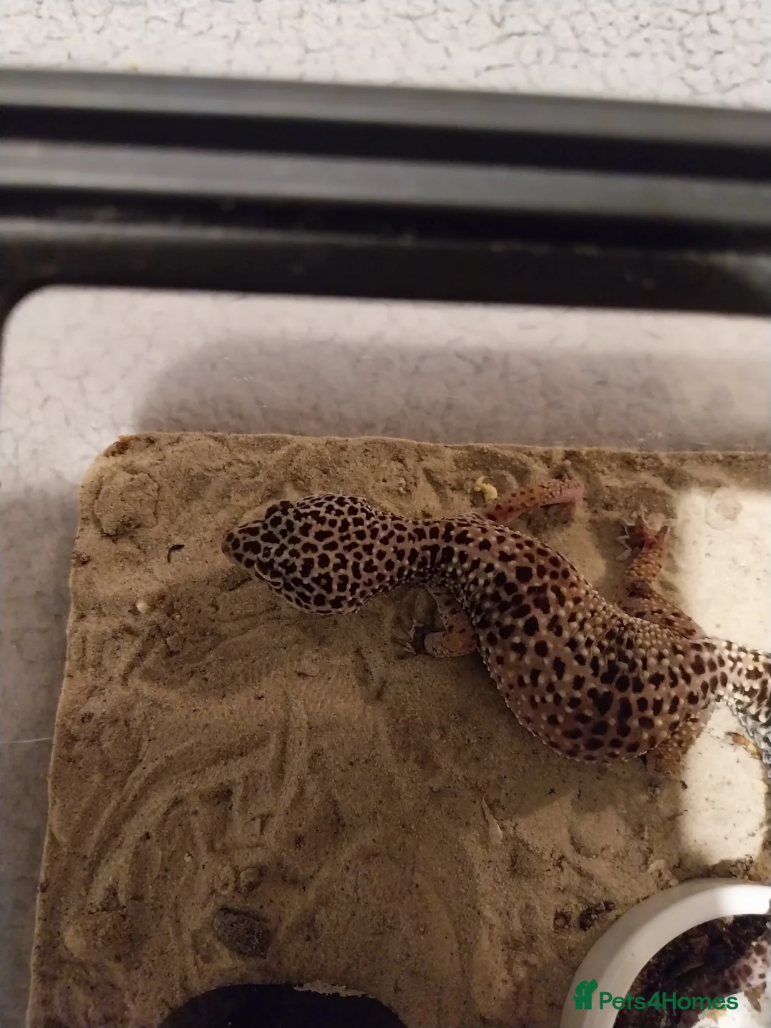 Leopard Gecko reptiles for sale: Lepord gecko for sale in Coventry - Advert 2
