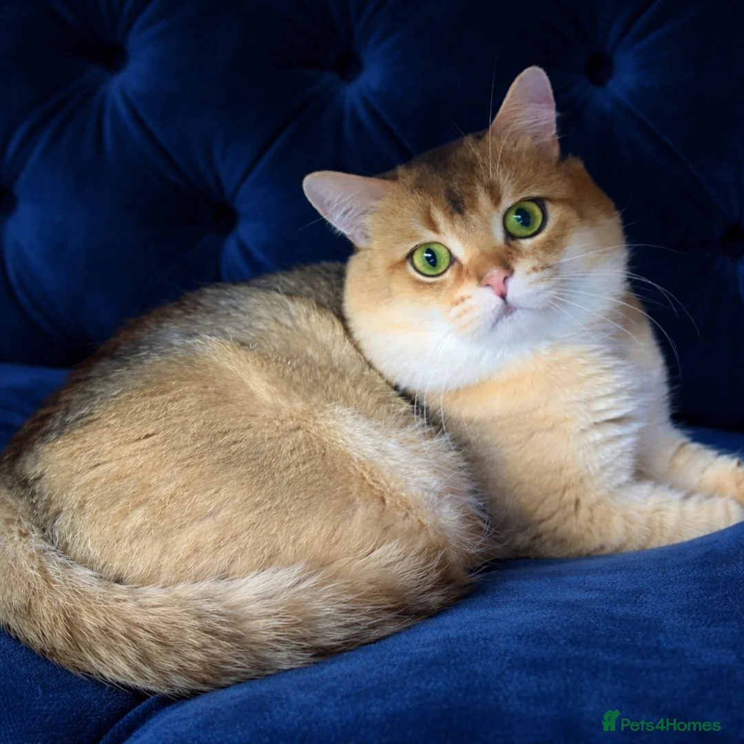 British Shorthair cats for stud: ⚜️GOLDEN BSH 🏆 TICA and GCCF reg - Advert 1