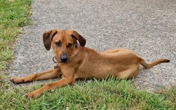 Mixed Breed dogs for adoption: MYRTLE - 6 months old, Girl Pup, Mixed Breed - Image 6