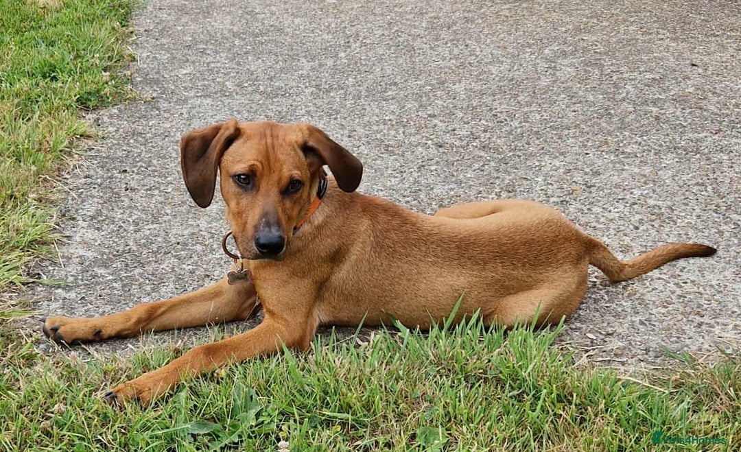 Mixed Breed dogs for adoption: MYRTLE - 6 months old, Girl Pup, Mixed Breed - Image 6