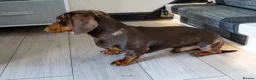 Miniature Dachshund dogs for stud: Chocolate Dapple Mini Dachshund Stud – Enzo 🐾 in Bedworth - Advert 4