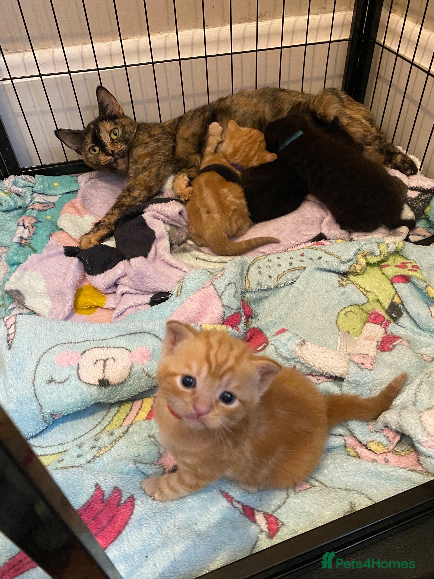 British Shorthair cats Beautiful kittens for sale - Advert 4