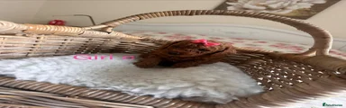 Cavapoo 1