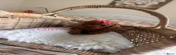 Cavapoo dogs for sale: Cavapoo puppies - Advert 16
