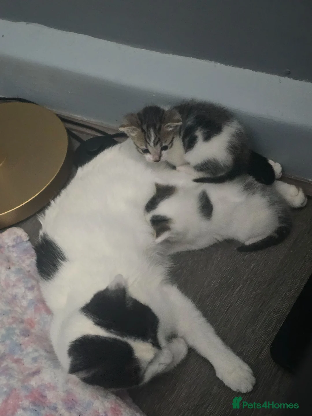 Mixed Breed cats for sale: beautifull kittens - Advert 1