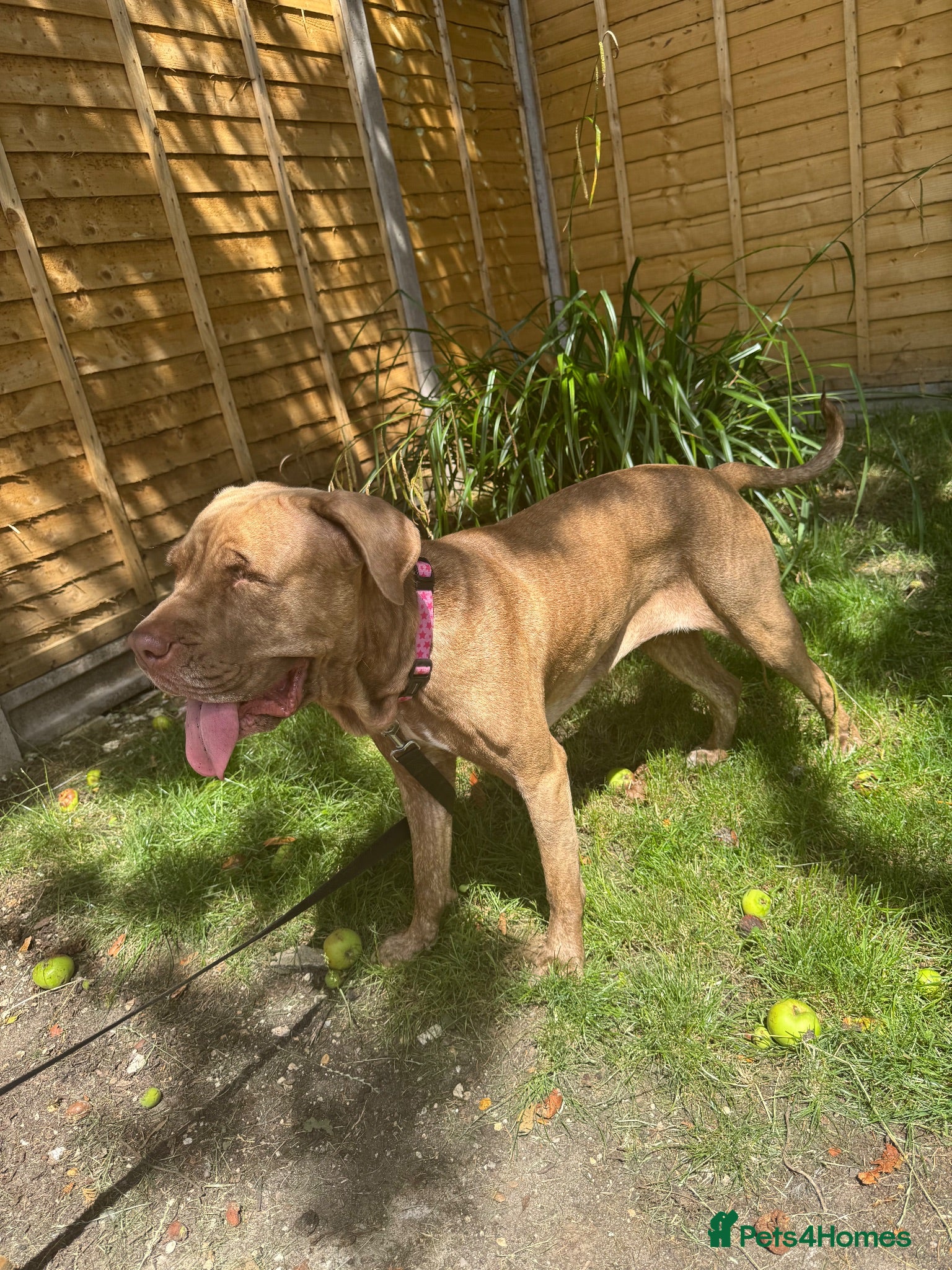 Mixed Breed dogs Her name is Bella ( ** ) - Advert 14