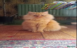 British Longhair cats for sale: Beautiful Red British Longhair  - Image 2
