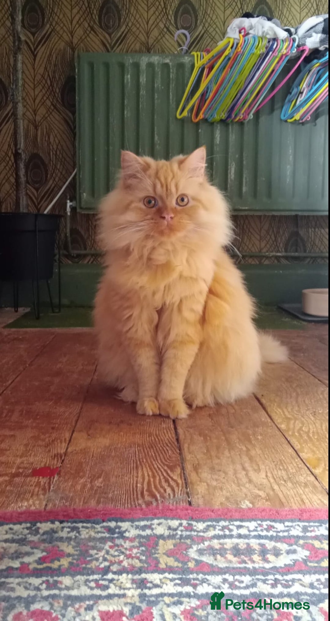 British Longhair cats for sale: Beautiful Red British Longhair  - Image 2