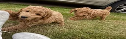 Cockapoo dogs for sale: Cockapoo Puppies F1b - Advert 26