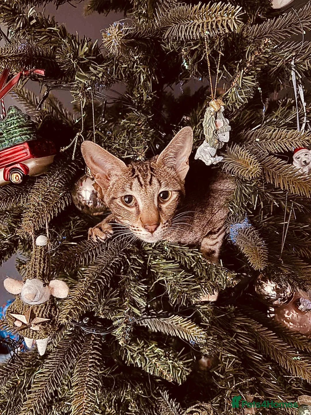 Mixed Breed cats for stud: Female  in Beaminster - Advert 3