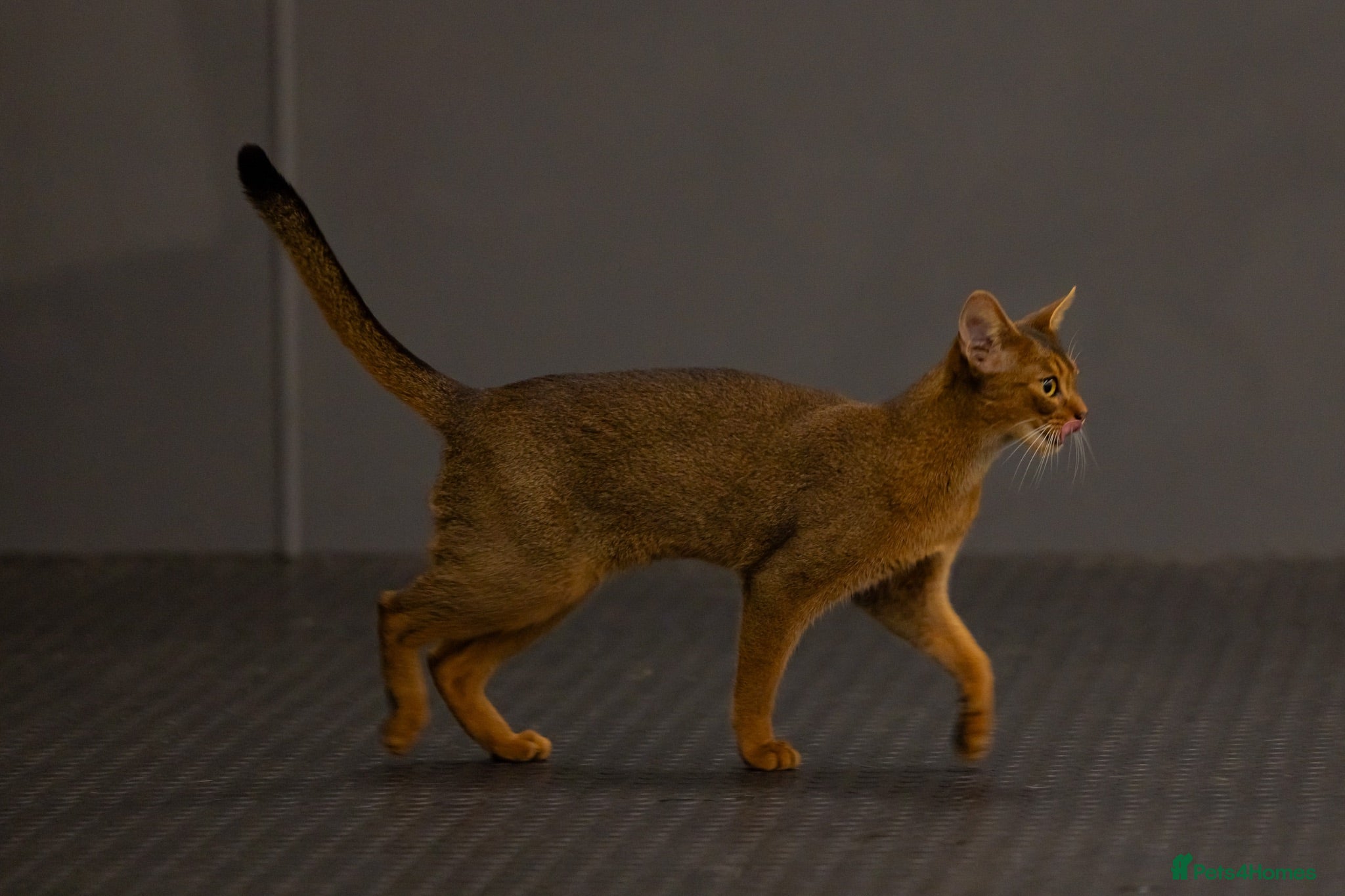 Abyssinian cats Fabulous Figgy - Advert 1