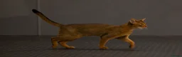 Abyssinian cats for sale: Fabulous Figgy - Advert 13
