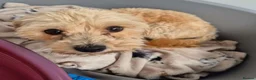 Mixed Breed dogs for adoption: Nor - In Ayr Looking for a Home  - Advert 4