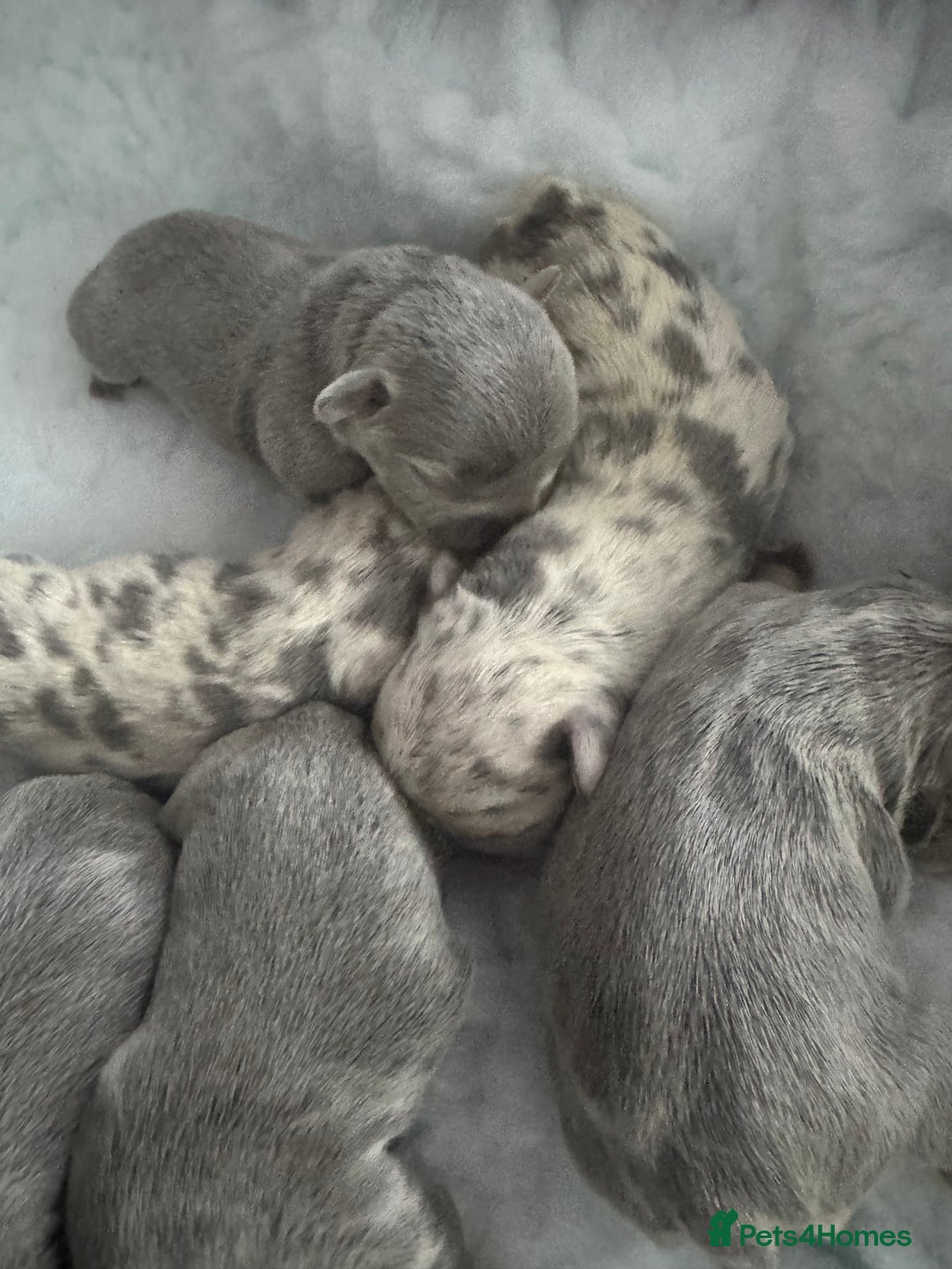 French Bulldog dogs for sale: Out standing french bulldogs merles carry fluffy - Advert 8