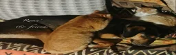 Mixed Breed dogs for adoption: Roma, 3-4 yrs. Available for adoption. - Advert 5