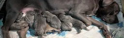 Mixed Breed dogs for sale: Blue Staffordshire Bull Terrier pups  - Advert 13