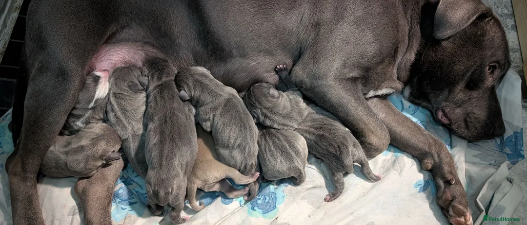 Mixed Breed dogs for sale: Blue Staffordshire Bull Terrier pups  - Advert 13