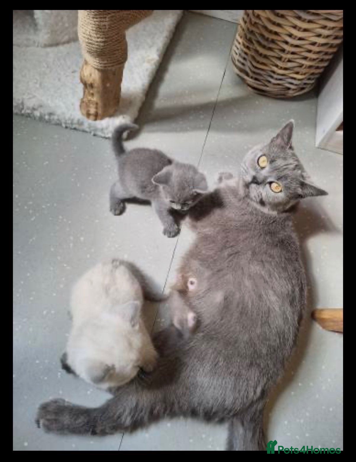 British Shorthair cats Adorable BSH kittens - Advert 1