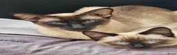 Siamese cats for sale: 5 Siamese X Black British Shorthair - Advert 7