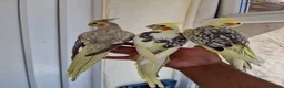 Cockatiels birds for sale: Super silly tamed baby cockatiels  - Advert 1