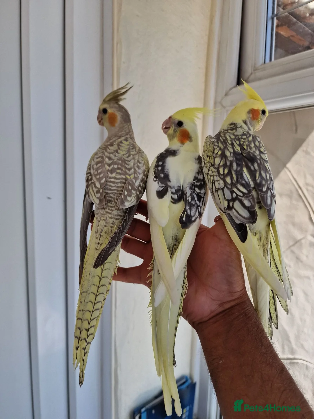 Cockatiels birds for sale: Super silly tamed baby cockatiels  - Advert 1