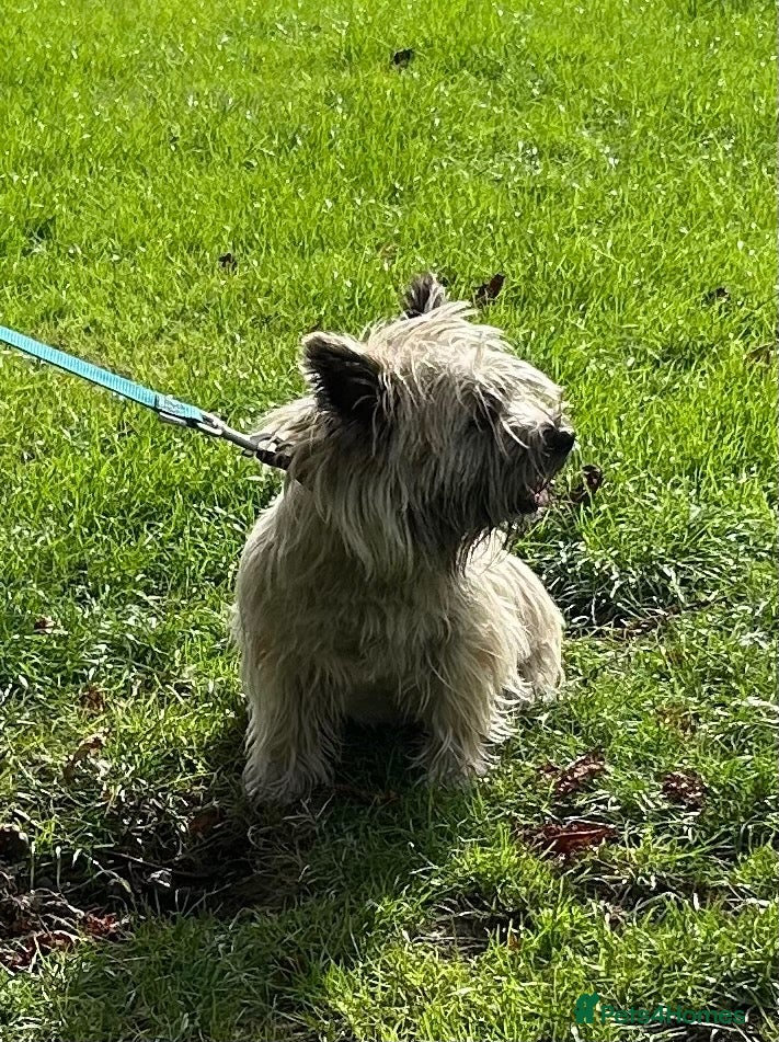 Cairn Terrier dogs Gorgeous Cairn Terrier Puppys - Advert 11