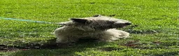Cairn Terrier dogs for sale: Gorgeous Cairn Terrier Puppys - Advert 1
