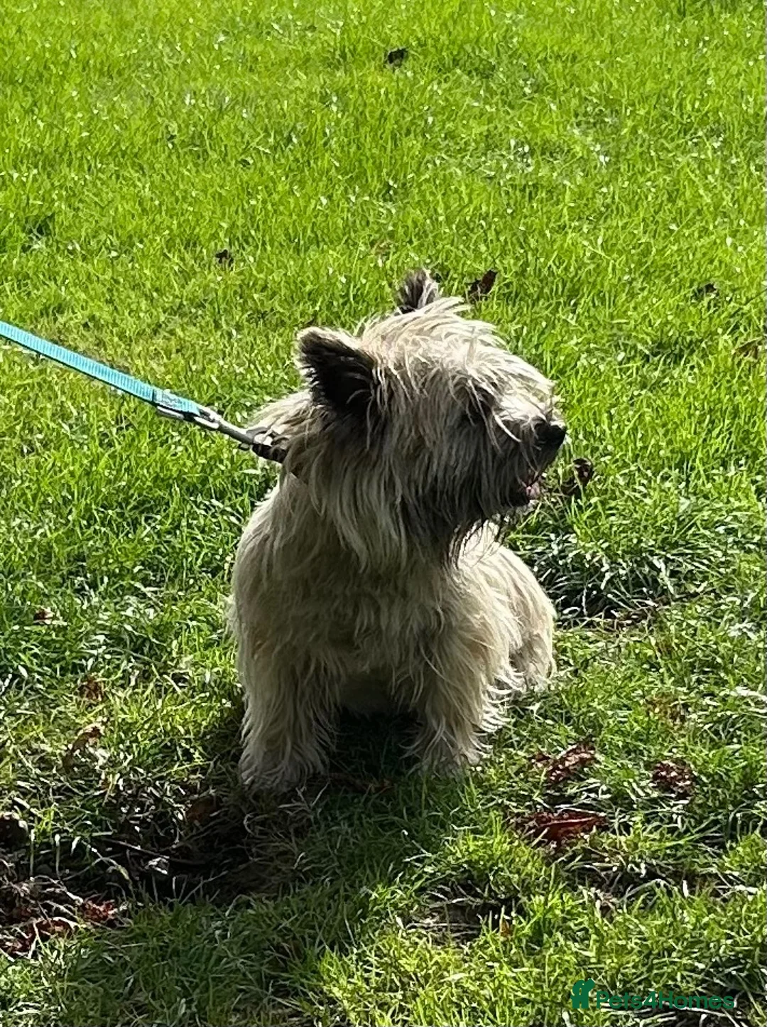 Cairn Terrier dogs for sale: Gorgeous Cairn Terrier Puppys - Advert 1