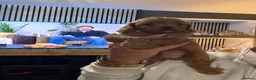 Cavapoo dogs for sale: Excessively dna health tested Cavapoo pups - Advert 10