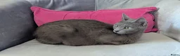 Russian Blue cats for sale: GCCF Registered Mia Seeking a Loving Home - Advert 3