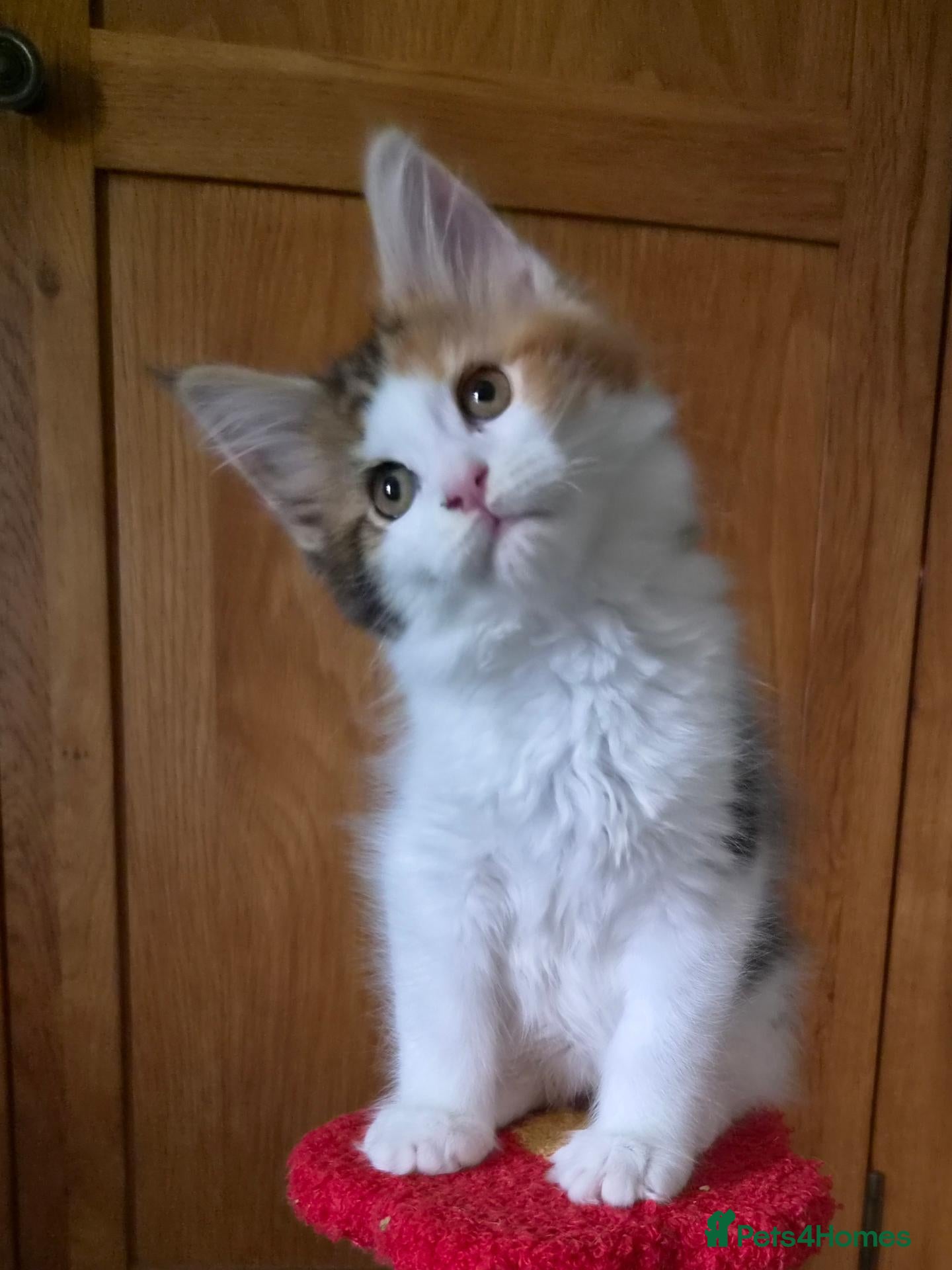 Maine Coon cats Beautiful Mainecoon kittens  - Advert 15