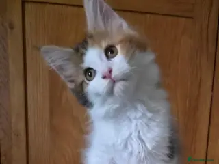 Maine Coon cats Beautiful Mainecoon kittens - Advert 15