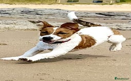 Mixed Breed dogs for sale: Border Jack Cross - Image 5